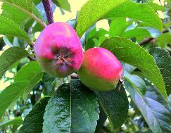 jabko na drzewie przed woeniem do chodni na jabka z kontrolowan atmosfer.