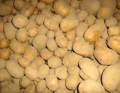 ziemniaki przechowywane w chodni